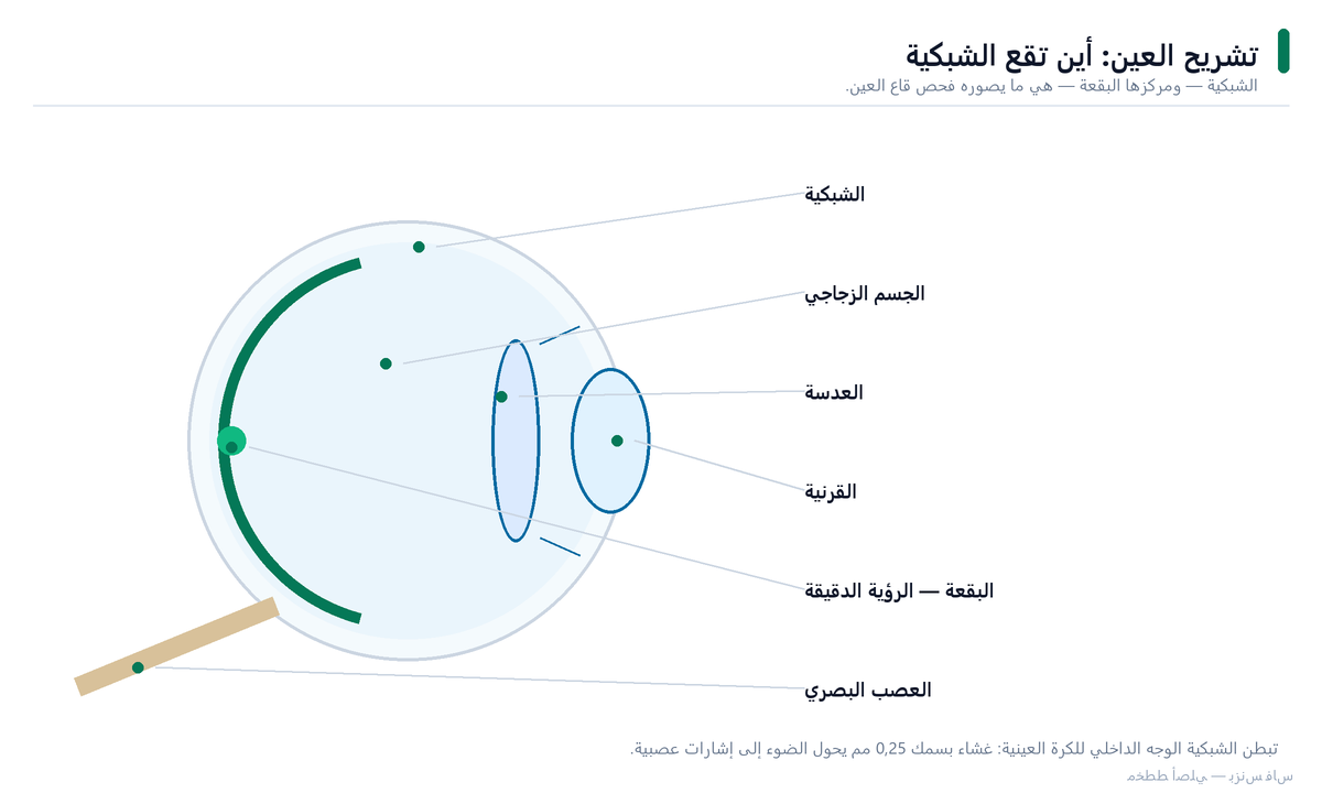 مقطع في الكرة العينية: الشبكية والبقعة والعصب البصري