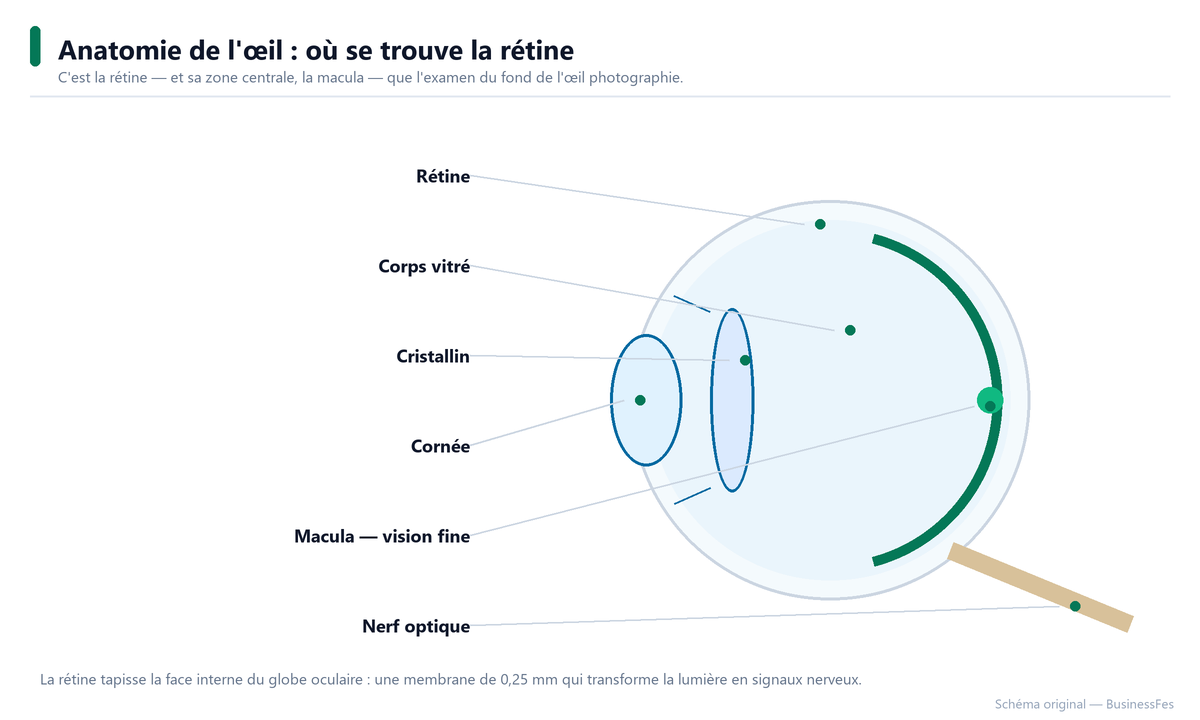 Coupe du globe oculaire : rétine, macula et nerf optique